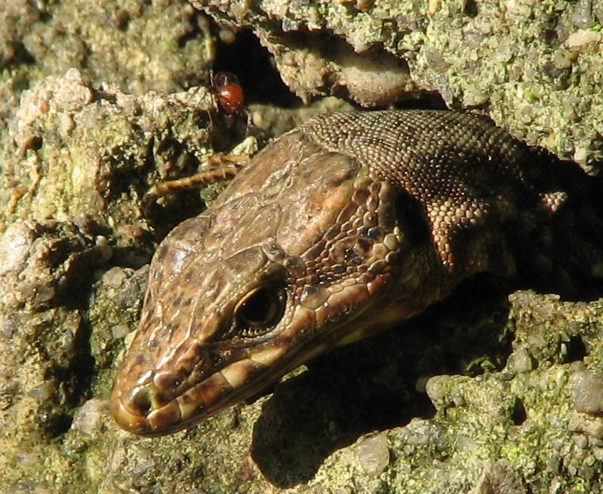 formica con la testa rossa: Crematogaster cfr scutellaris